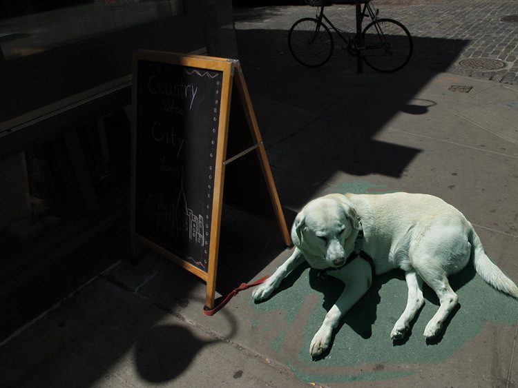 Jochen Brennecke Photography dog day New York