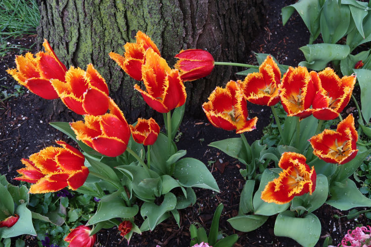 Jochen Brennecke Photography earth day New York